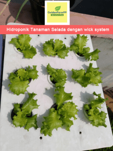 Tanaman selada hidroponik wick system