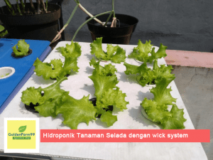 Tanaman selada hidroponik wick system