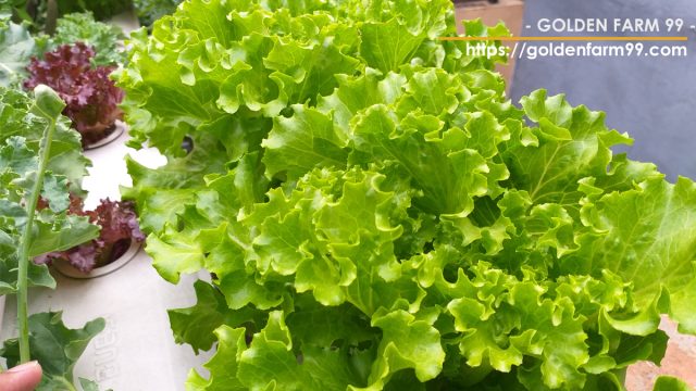 manfaat sayuran selada